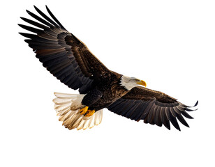 american bald eagle