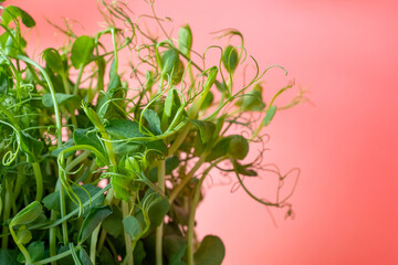 Fresh Organic Pea Shoots in a black plastic container, ready for consumption or sale. This image is perfect for highlighting produce packaging, sustainable grocery concepts, and healthy food product 