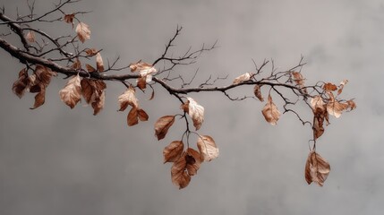 Cracked Branch With Dried Leaves Against a Gray Background