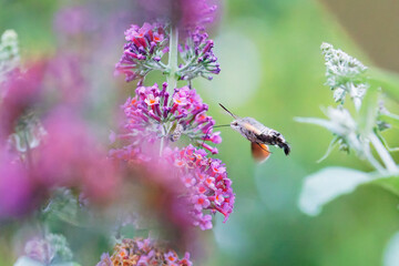 Fliege - Falter © Dominik