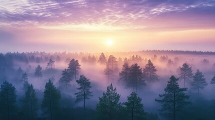 Forest at Dawn With Purple and Blue Skies Captured in High Resolution