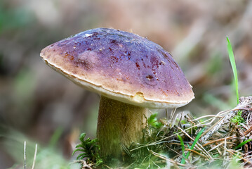Young boletus Boletus edulis with a light brown cap between grass and leaves