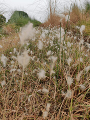 Cotton Grass Meadow: Nature Photography of Fluffy Seed Heads in Autumnal Field