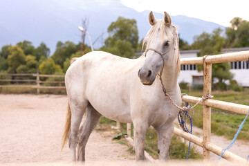 Obraz premium White horse on the farm in summer
