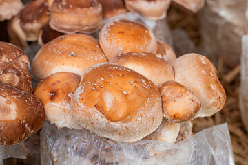 Shiitake /Chinese /Black mushrooms (Lentinula edodes) an edible gourmet and traditional medicine mushrooms