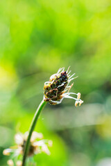 Blume