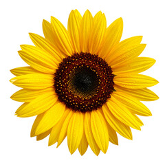 Fototapeta premium Beautiful single sunflower on a white background with bright yellow petals, a perfect image of summer nature
