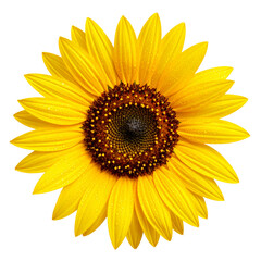 Fototapeta premium Beautiful single sunflower on a white background with bright yellow petals, a perfect image of summer nature