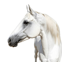 Fototapeta premium A brown horse's head with a long white mane in a field