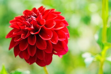 赤いダリア