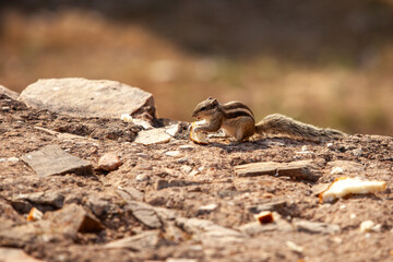 A small Indian palm squirrel sits on a rocky, arid ground, nibbling on a piece of bread. This image is perfect for highlighting urban wildlife and the interaction between animals and human environment