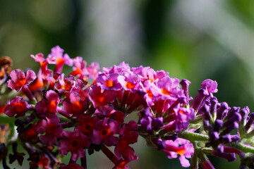 Obraz premium Blume