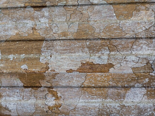 White mold on wooden door texture background