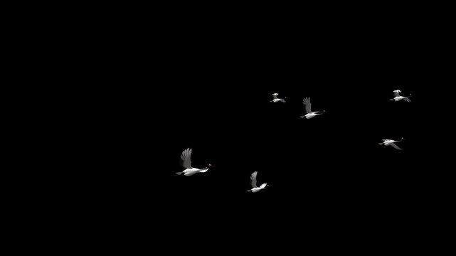 alpha Several white cranes fly into the sky.