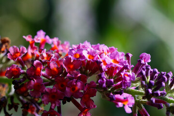 Obraz premium Blume