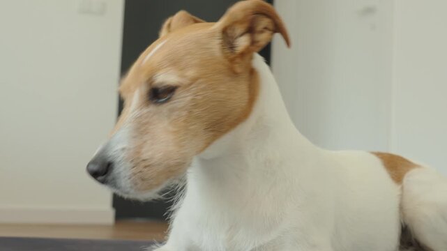 Close up of dog with swollen face after wasp bite lying indoors. Concept of pet allergy, insect sting and animal care