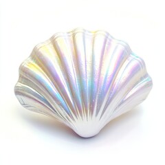 White shell seashell beach invertebrate.