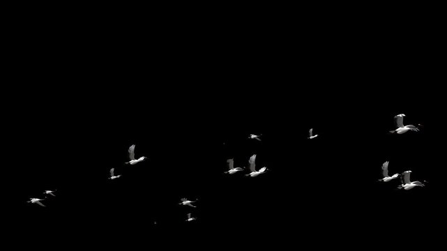 alpha Several cranes fly into the sky