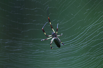 Golden silk orb-weaver in a Gamboa spiderweb