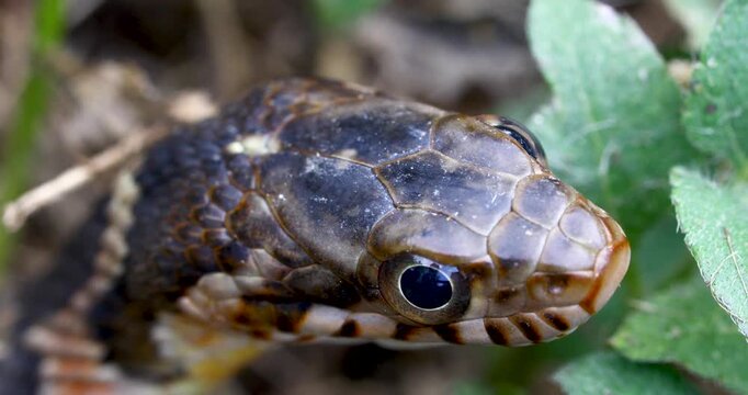 Static video of a juvenile plain-bellied water snake Nerodia erythrogaster. This is an extremely closeup shot of the head of the snake.