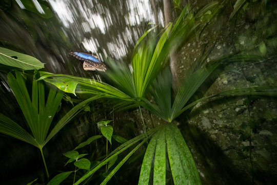 Blue morpho butterfly gliding through Gamboa rainforest