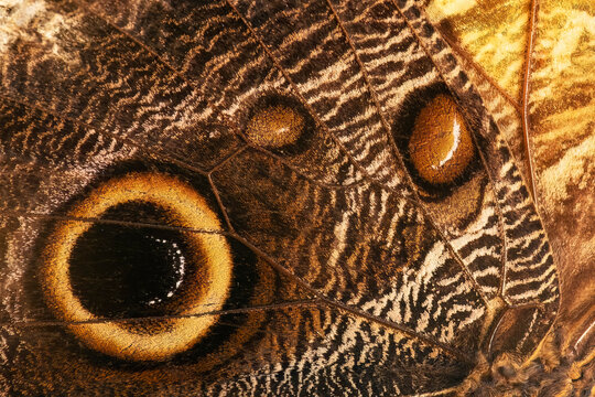 Close-up of blue morpho wing detail with intricate patterns