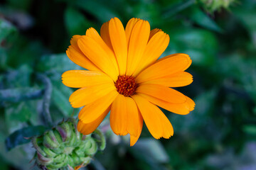 Blume
