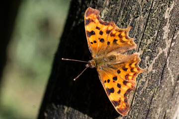 Polygonia c album butterfly, robert the devil, bright orange wings with black spots and a cut out outline, gamma vanessa