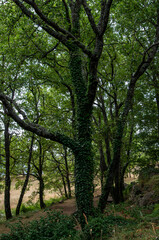 natura