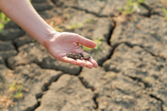 Farmer showing dry cracked soil in field during drought
