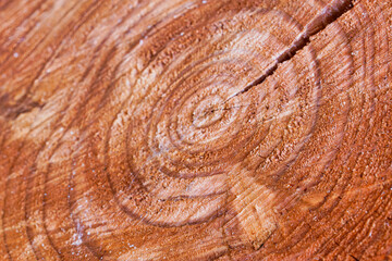 Holz