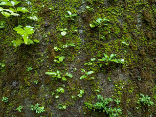 damp moss and weeds on the wall texture