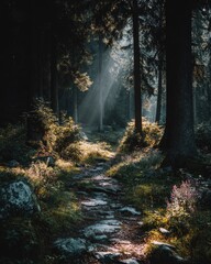Obraz premium Sunbeams pierce a sunlit forest path