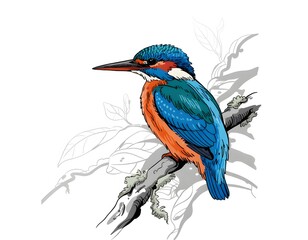 kingfisher on branch
