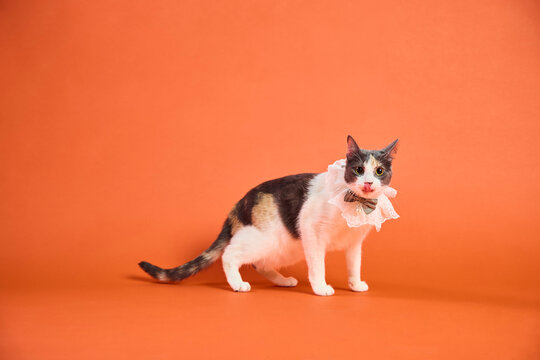 Elegant calico cat posing with lace collar in studio