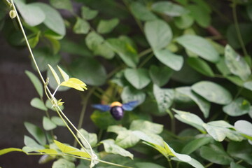 Colorful Hornet Perched on Vine Amidst Dense Green Foliage
