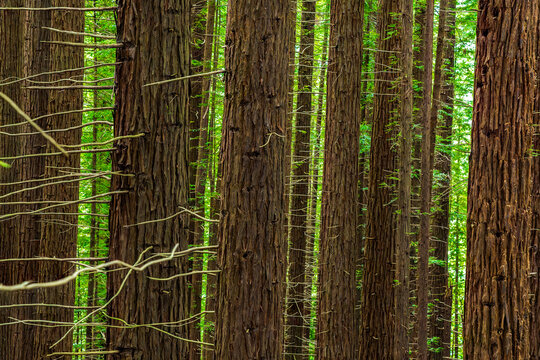 Fototapeta Majestic redwood forest with towering trees