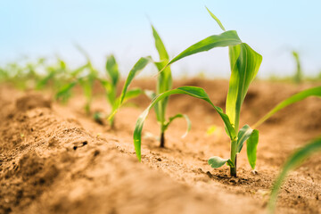 Maize corn crop seedling plants in cultivated perfectly clean agricultural plantation field with no weed, low angle view © Bits and Splits