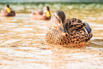 Close-up of a wild duck resting in the shallow waters of Lake Bohinj, Slovenia, showcasing wildlife, tranquility, and natural beauty.