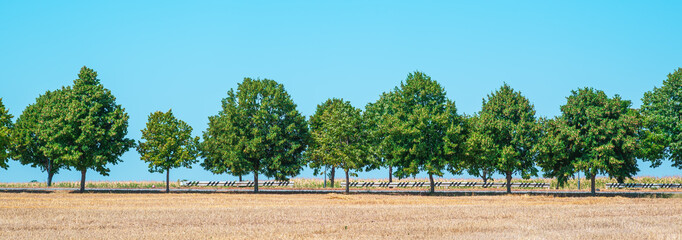 Row of trees along country road on rural farmland.