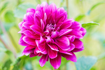 Fototapeta premium blume