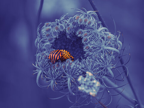 Surreal insect resting on a vibrant abstract flower