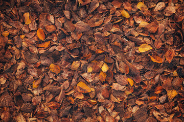 Ground covered with dry autumnal hackberry of false elm tree leaves