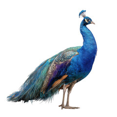 Fototapeta premium Majestic blue peacock standing proudly with vibrant plumage isolated on transparent background