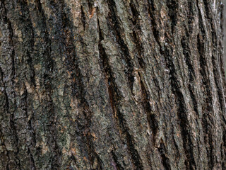 Rough tree bark texture background in natural forest.