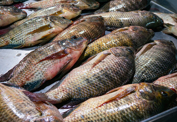 Fresh Nile Tilapia Display on Market Stall.
