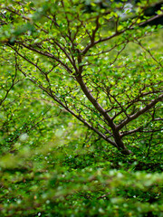 Closeup Green Leaves and Branches Fresh Foliage Natural Plant Texture Vibrant Background for Design and Decoration.