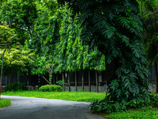 Beautiful pathway walkway in lush green public park with big mature trees - peaceful fresh natural outdoor recreation area for walking and leisure.