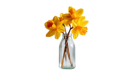 Yellow daffodils in a glass vase (1)