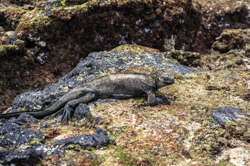 Marine iguana on rocks at Puerto Villamil beach, Galapagos, Ecuador